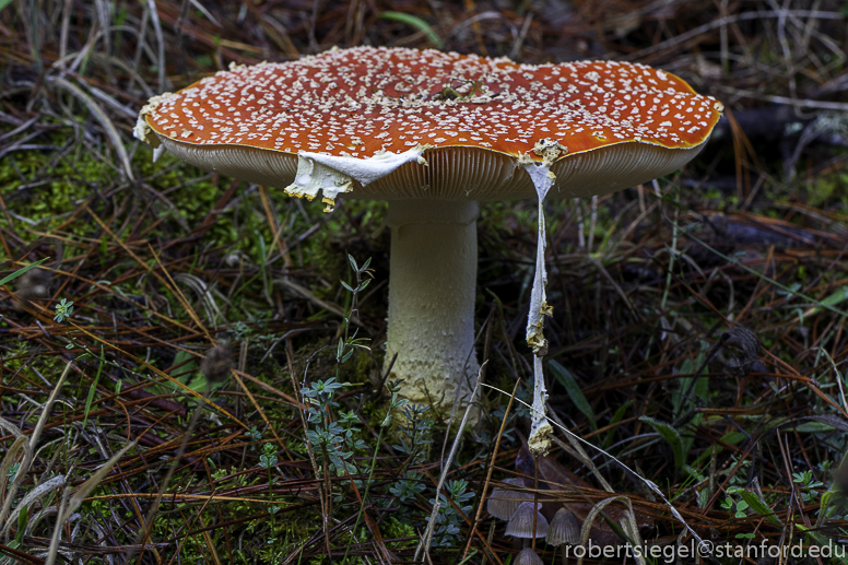 amanita